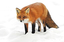 Vulpes vulpes L. -Renard roux. -Red fox