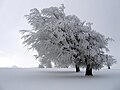 This isn't my picture, but winter is cool and it reminds me of Opeth.