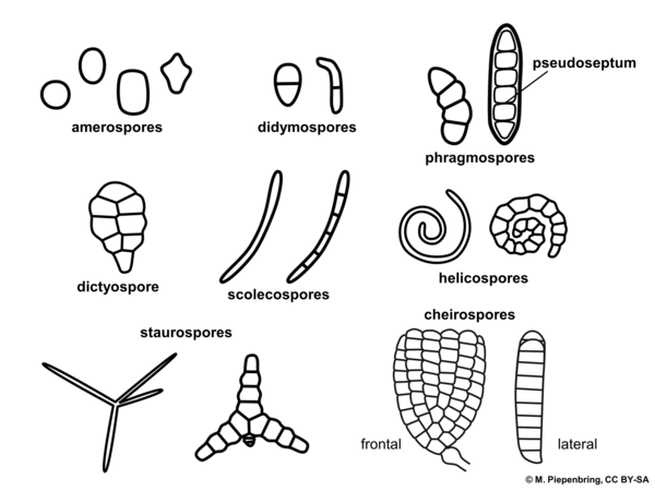 Types of conidia, asexual fungi, imperfect fungi (diagram by M. Piepenbring)