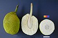 Breadfruit whole, sliced lengthwise, and in cross-section