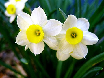 Flower of Narcissus showing an outer white corolla with a central yellow corona (paraperigonium)