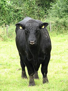 head-on view of a bull