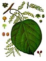 Anamirta cocculus : illustration from Köhler's Medizinal Pflanzen.