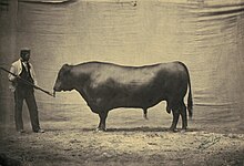 black-and-white of a large bull with pendent scrotum