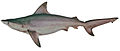 Pigeye shark (Carcharhinus amboinensis)