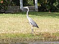 A Great Blue Heron near the west bank of the Halifax River.