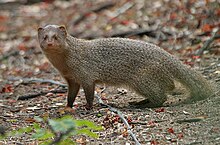 Indian grey mongoose is found at Kalesar