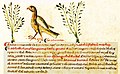 Liber medicinae ex animalibus, 7. Jh.[30]