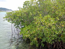 Small mangrove on Îlet Duprey