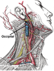 Occipital artery
