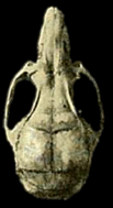 Skull of a Transandinomys specimen