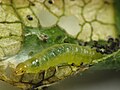 Pandemis limitata larva