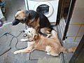 Now in my "micronation" Pik Uk home - two of my dogs get into a fight - a common scene here