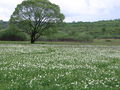 "Valley of Narcissus" – natural lowland habitat in the Transcarpathian region, Ukraine