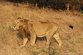 Male Asiatic lion in Gir Forest National Park, Gujarat