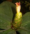 ......... (Costus malortieanus) Costaceae