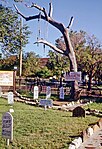 Hanging Tree at the Boot Hill Cemetery (1972)