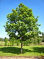 Image 3Fraxinus excelsior (from List of trees of Great Britain and Ireland)