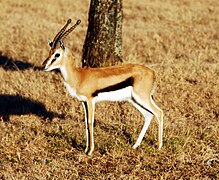 Thomson's gazelle (male)