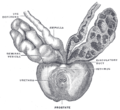 Prostata mit Samenbläschen und Samenleitern, Ansicht von vorne und oben