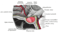 The anterior pituitary is the anterior, glandular lobe of the pituitary gland.