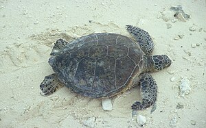 Green sea turtle coming on to the beach to nest.