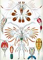 Image 12Copepods, from Ernst Haeckel's 1904 work Kunstformen der Natur (from Crustacean)