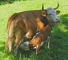 Hinterwald cow and calf at Ballenberg, Switzerland
