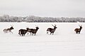 Young stags fleeing on the island of Saaremaa in Estonia