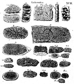 18 Lichenoides (crustose lichens)