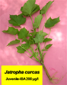 propagation of Jatropha curcas by stem cutting