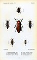 Buprestinae (center right and lower left), Julodinae (center) and Polycestinae (others) from Charles Kerremans' Monographie des Buprestides
