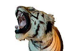 Colour photograph showing the head of a taxidermied tiger, jaws open, displaying its teeth