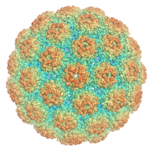 A rendering of an icosahedral viral capsid comprising 72 pentamers of VP1, colored such that areas of the surface closer to the interior center appear blue and areas further away appear red.
