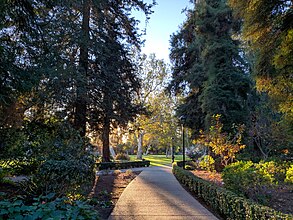 Concrete pebble path lined with hedges and other plants, dappled with sunset rays poking through redwood trees, leading to a grass quad with California sycamores