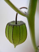 Immature fruit in green calyx