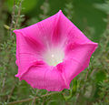 A fully open pink morning glory (Ipomoea carnea)