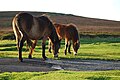 Image 43Ponies grazing on Exmoor near Brendon, North Devon (from Devon)