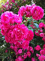 Rambler rose