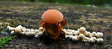 A row of small white fuzzy spherical knobs growing on a log. In the middle of the row is a larger structure resembling two roughly equal spheres atop one another; the top sphere is orange, the lower sphere covered with large drops of yellowish-orange colored liquid.