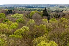 Farbfotografie in der Obersicht eines Waldes mit vielen kahlen und grünen Buchen sowie einigen Tannen. Im Hintergrund weitere Hügel mit Wäldern.