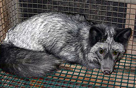 Battery cages for silver foxes reared for their fur