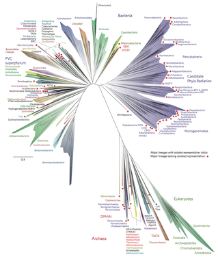 A 2016 (metagenomic) representation of the tree of life (unrooted) using ribosomal protein sequences[34]
