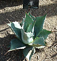 Agave parrasana (syn. Agave wislizeni subsp. parrasana)