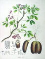 Fingerblättrige Akebie (Akebia quinata)