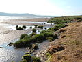 Caerlaverock National Nature Reserve. View across the Nith Estuary, close to the Solway Firth, Dumfries & Galloway.
