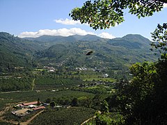 A coffee plantation in the Orosí Valley.