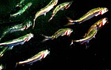 School of herrings ram-feeding on a school of copepods, with opercula expanded so their red gills are visible