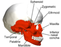 Irregular bones in human skull. (shown in red)