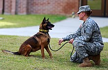 A happy Belgian Malinois interacting with their handler. As a military working dog bred for and trained to utilize aggression, they wear a "DO NOT PET" patch on their collar. Their handler looks into their eyes.